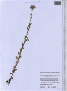 Chrysanthemum zawadskii subsp. zawadskii, Siberia, Baikal & Transbaikal region (S4) (Russia)