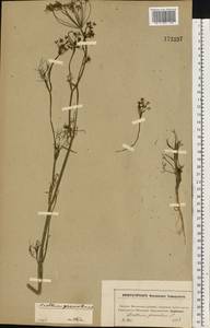 Anethum graveolens L., Eastern Europe, Moscow region (E4a) (Russia)