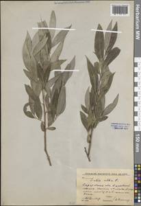 Salix alba L., Eastern Europe, Lower Volga region (E9) (Russia)