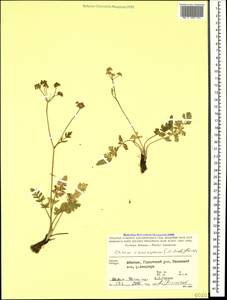 Carum caucasicum (M. Bieb.) Boiss., Caucasus, Abkhazia (K4a) (Abkhazia)