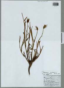 Tragopogon pratensis L., Eastern Europe, Central region (E4) (Russia)