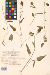 Phyteuma orbiculare L., Eastern Europe, West Ukrainian region (E13) (Ukraine)