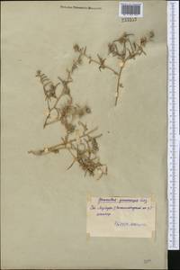 Halimocnemis gamocarpa Moq., Middle Asia, Syr-Darian deserts & Kyzylkum (M7) (Uzbekistan)