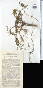 Astragalus lentilobus R.V. Kamelin & S.S. Kovalevskaya, Middle Asia, Pamir & Pamiro-Alai (M2) (Uzbekistan)