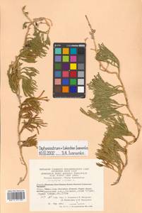 Diphasiastrum alpinum (L.) Holub, Siberia, Chukotka & Kamchatka (S7) (Russia)