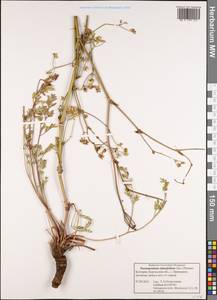 Taeniopetalum obtusifolium (Sibth. & Sm.) Pimenov, Western Europe (EUR) (Bulgaria)