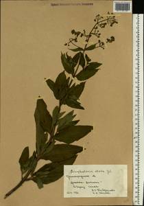 Scrophularia umbrosa Dumort., Eastern Europe, Lower Volga region (E9) (Russia)