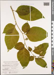 Atropa belladonna L., Caucasus, Black Sea Shore (from Novorossiysk to Adler) (K3) (Russia)
