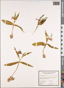 Liliaceae, South Asia, South Asia (Asia outside ex-Soviet states and Mongolia) (ASIA) (Turkey)