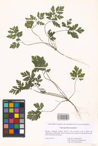 Chaerophyllum temulum L., Eastern Europe, Moscow region (E4a) (Russia)