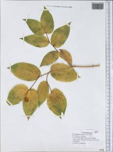 Liliaceae, America (AMER) (United States)