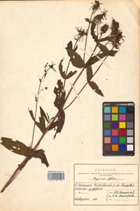 Hypericum ascyron subsp. gebleri (Ledeb.) N.Robson, Siberia, Russian Far East (S6) (Russia)