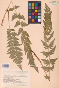 Dryopteris cristata (L.) A.Gray, Eastern Europe, Central region (E4) (Russia)