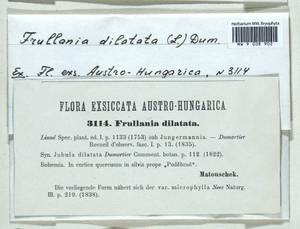 Frullania dilatata (L.) Dumort., Bryophytes, Bryophytes - Western Europe (BEu) (Czech Republic)