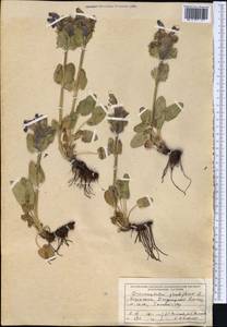 Dracocephalum integrifolium Bunge, Middle Asia, Dzungarian Alatau & Tarbagatai (M5) (Kazakhstan)