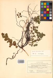 Spiraea betulifolia var. aemiliana (C. K. Schneid.) Koidz., Siberia, Russian Far East (S6) (Russia)