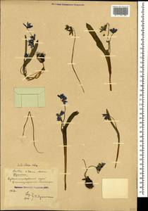 Scilla siberica Andrews, Caucasus, Stavropol Krai, Karachay-Cherkessia & Kabardino-Balkaria (K1b) (Russia)