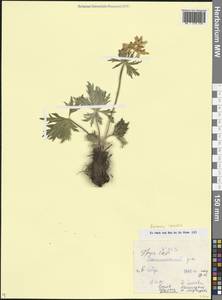 Anemonastrum narcissiflorum subsp. chrysanthum (Ulbr.) Raus, Caucasus, Georgia (K4) (Georgia)