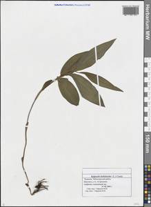 Epipactis helleborine (L.) Crantz, Eastern Europe, Middle Volga region (E8) (Russia)