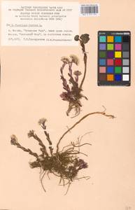 Tussilago farfara L., Eastern Europe, Moscow region (E4a) (Russia)