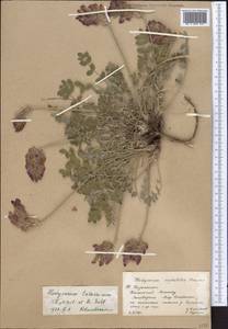 Hedysarum talassicum Nikitina & Sultanova, Middle Asia, Western Tian Shan & Karatau (M3) (Kazakhstan)