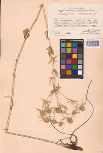 Eryngium planum L., Eastern Europe, Eastern region (E10) (Russia)
