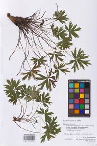 Pulsatilla patens (L.) Mill., Eastern Europe, Central region (E4) (Russia)