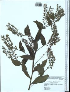 Symphytum ×uplandicum Nyman, Eastern Europe, Central region (E4) (Russia)
