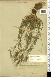 Aegilops neglecta Req. ex Bertol., Caucasus, Azerbaijan (K6) (Azerbaijan)