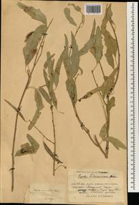 Populus euphratica Olivier, South Asia, South Asia (Asia outside ex-Soviet states and Mongolia) (ASIA) (China)
