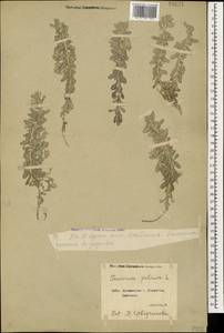 Teucrium polium L., Caucasus, Georgia (K4) (Georgia)