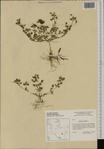 Medicago lupulina L., Western Europe (EUR) (Germany)