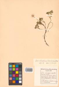 Geum selinifolium (Fisch. ex F. Schmidt) Hultén, Siberia, Russian Far East (S6) (Russia)