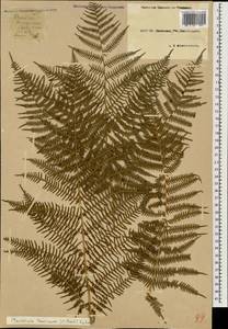 Pteridium aquilinum subsp. aquilinum, Caucasus, Krasnodar Krai & Adygea (K1a) (Russia)