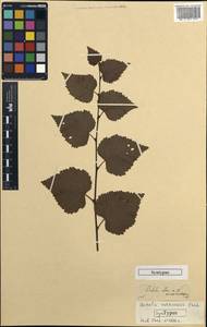 Betula pendula subsp. pendula, Unclassified