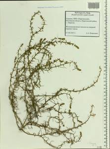 Salsola tragus L., Eastern Europe, North Ukrainian region (E11) (Ukraine)