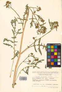 Crambe tataria Sebeók, Eastern Europe, Lower Volga region (E9) (Russia)