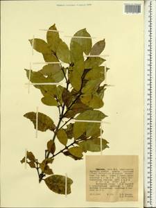 Magnoliopsida, Africa (AFR) (Ethiopia)