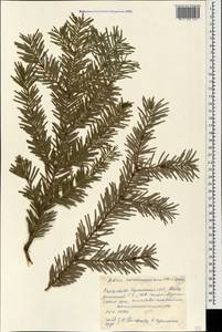 Abies nordmanniana (Steven) Spach, Caucasus, Stavropol Krai, Karachay-Cherkessia & Kabardino-Balkaria (K1b) (Russia)