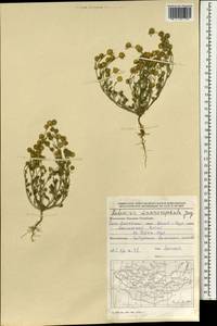 Artemisia macrocephala Jacquem. ex Besser, Mongolia (MONG) (Mongolia)