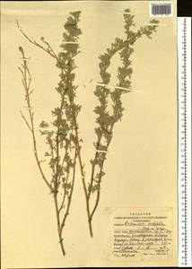 Artemisia rutifolia Stephan ex Spreng., Siberia, Altai & Sayany Mountains (S2) (Russia)