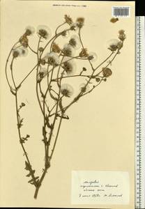 Picris pauciflora Willd., Eastern Europe, Moldova (E13a) (Moldova)