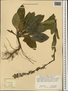 Verbascum gossypinum M. Bieb., Caucasus, North Ossetia, Ingushetia & Chechnya (K1c) (Russia)