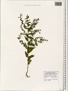 Scutellaria galericulata L., Caucasus, Stavropol Krai, Karachay-Cherkessia & Kabardino-Balkaria (K1b) (Russia)