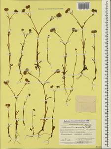 Valerianella coronata (L.) DC., Crimea (KRYM) (Russia)
