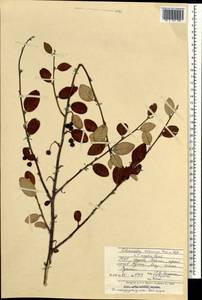 Cotoneaster melanocarpus × mongolicus, Mongolia (MONG) (Mongolia)