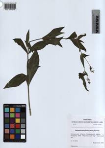 KUZ 004 274, Silene latifolia subsp. alba (Miller) Greuter & Burdet, Siberia, Altai & Sayany Mountains (S2) (Russia)