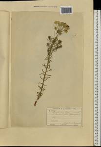 Euphorbia cyparissias L., Eastern Europe, Moscow region (E4a) (Russia)
