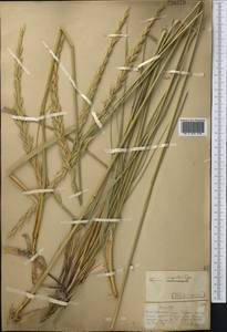 Leymus angustus (Trin.) Pilg., Middle Asia, Muyunkumy, Balkhash & Betpak-Dala (M9) (Kazakhstan)