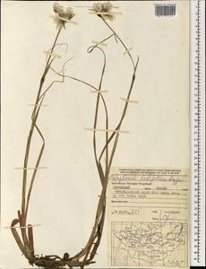 Eriophorum angustifolium subsp. komarovii (V.N.Vassil.) Vorosch., Mongolia (MONG) (Mongolia)
